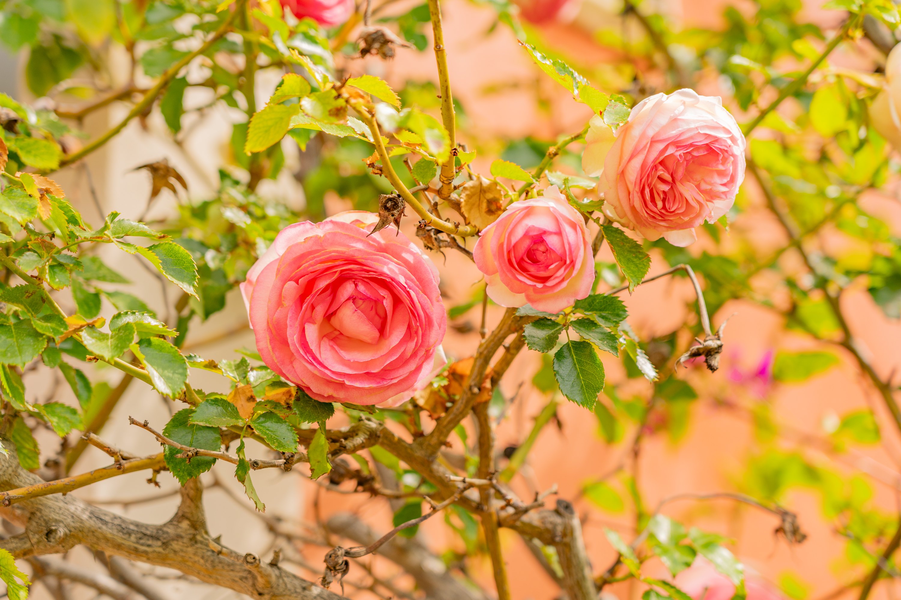Garden roses